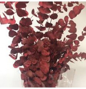 ΕΥΚΑΛΥΠΤΟΣ  ΒΑΜΜΕΝΟΣ Εισαγωγης     -EUCALYPTUS  CINEREA PAINTED